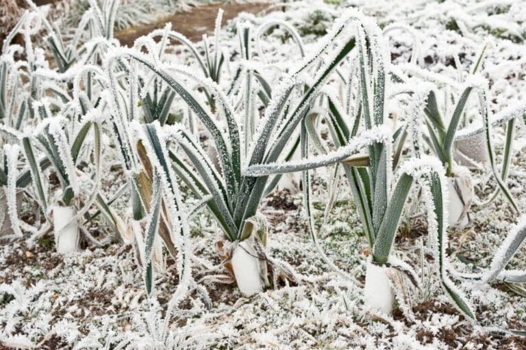 Comment préparer votre jardin gelé pour un printemps fleuri et éclatant