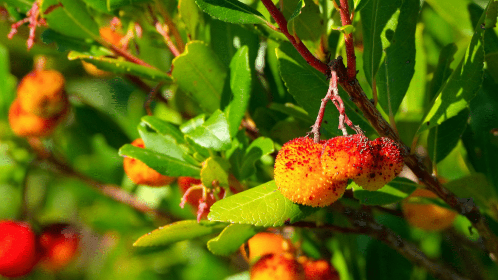 Arbousier Rubra