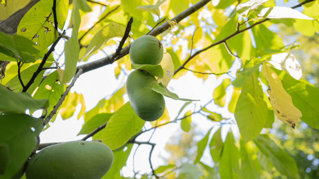 PawPaw Sunflower