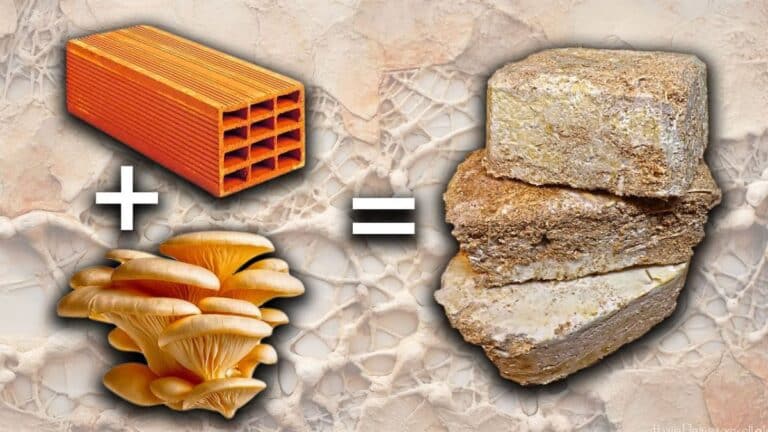 Construire des maisons avec des briques en champignons bio : une solution économique et respectueuse de l’environnement